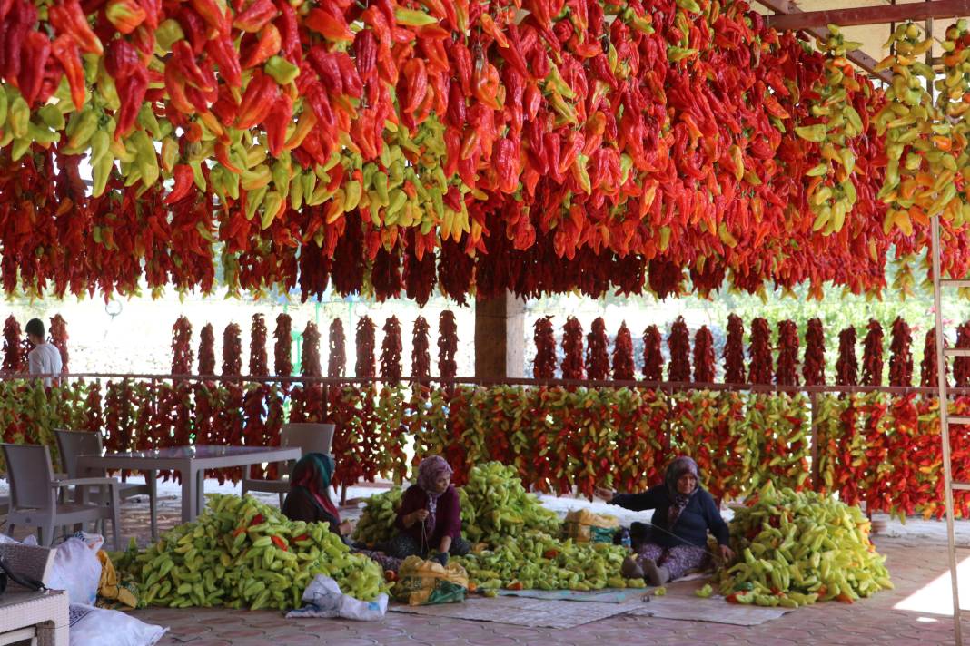 Tescilli 3 biberden biri! Renk ve lezzetin uyumu turistleri hayran bıraktı 4